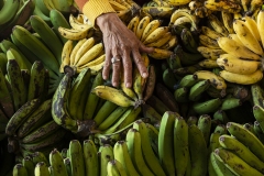 Banana Seller's Hand Bali Indonesia