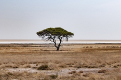 Pan Landscape Etosha National Park Kunene Region Namibia