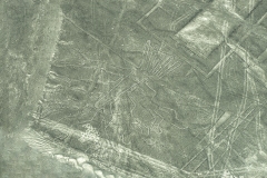 The Tree Nazca Lines Geoglyphs Aerial Perù