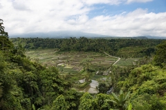 Terraced Rice Fields Sulawesi Indonesia