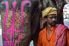 Mahout whith his Elephant Chandigarh Punjab India